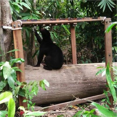 Aliore | Volunteering with sun bears on the island of Borneo