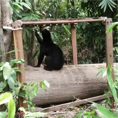 Aliore | Volunteering with sun bears on the island of Borneo