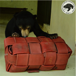 Aliore | Volunteering with sun bears on the island of Borneo