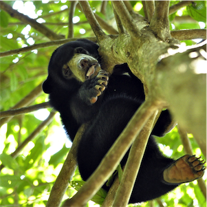 Aliore | Volunteering with sun bears on the island of Borneo