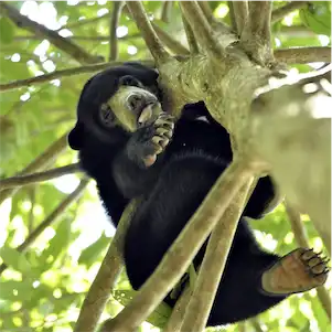 Aliore | Volunteering with sun bears on the island of Borneo