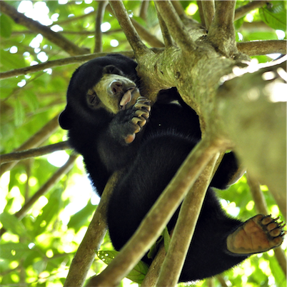 Aliore | Volunteering with sun bears on the island of Borneo