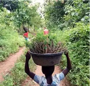 Aliore | Bénévole dans une ferme bio en permaculture au Togo